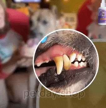 🐶🐱Čisticí sprej na zuby pro psy a kočky s deodorizujícím účinkem