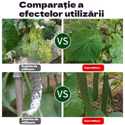 🥒🥒【3/6/9 sticle】Fungicid sistemic pentru castraveți – Eficient împotriva bolilor bacteriene, pătării galbene și bolilor foliare